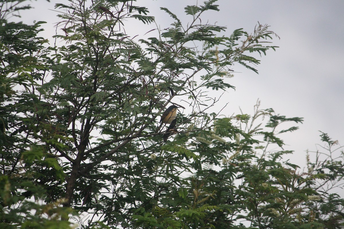 Ashy Prinia - ML638268148