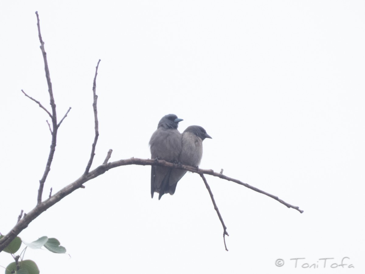 Ashy Woodswallow - ML638268153
