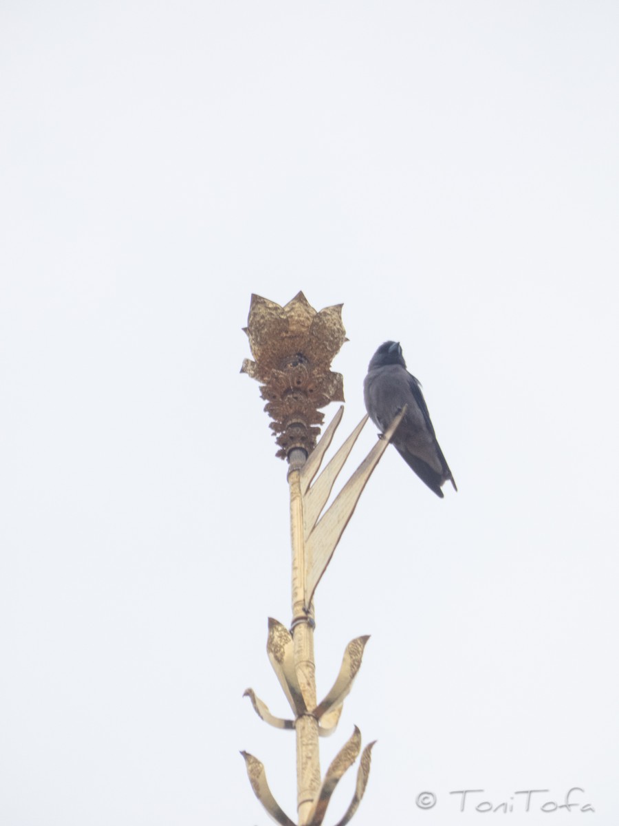 Ashy Woodswallow - ML638268154