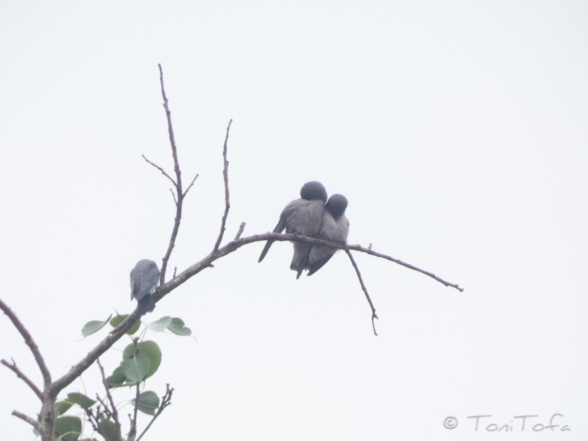 Ashy Woodswallow - ML638268155