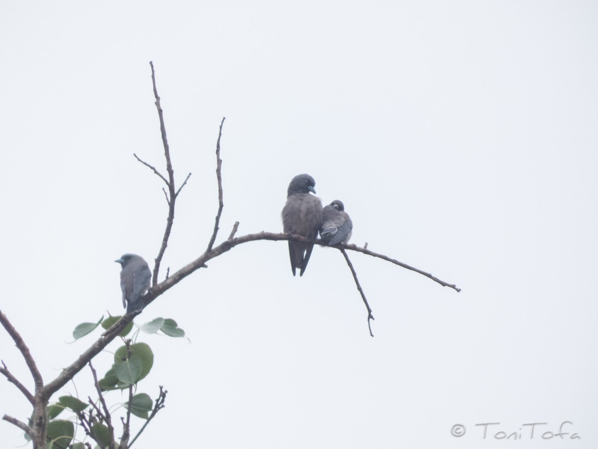 Ashy Woodswallow - ML638268156