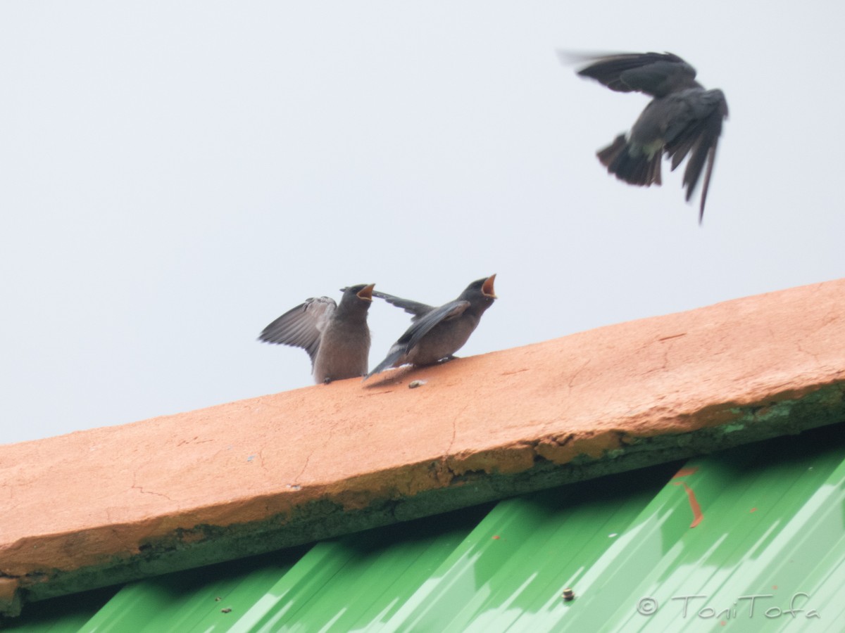 Ashy Woodswallow - ML638268157