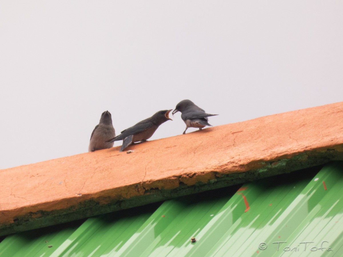 Ashy Woodswallow - ML638268158