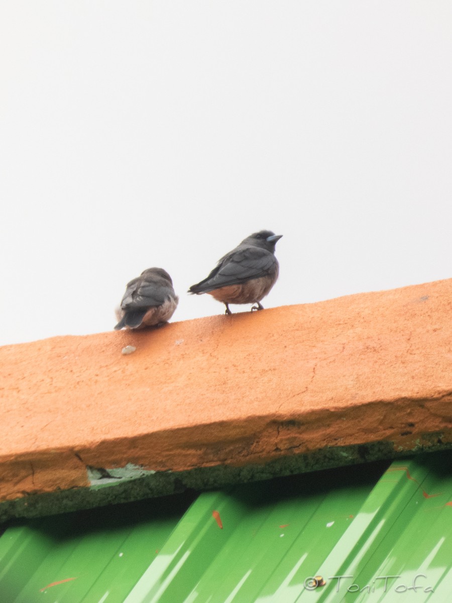 Ashy Woodswallow - ML638268159