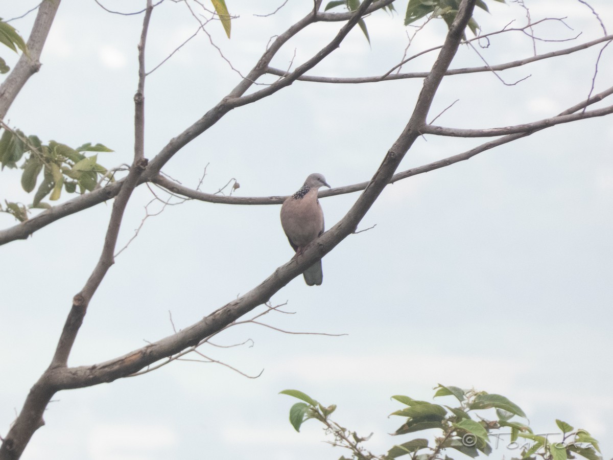 Spotted Dove - ML638268161