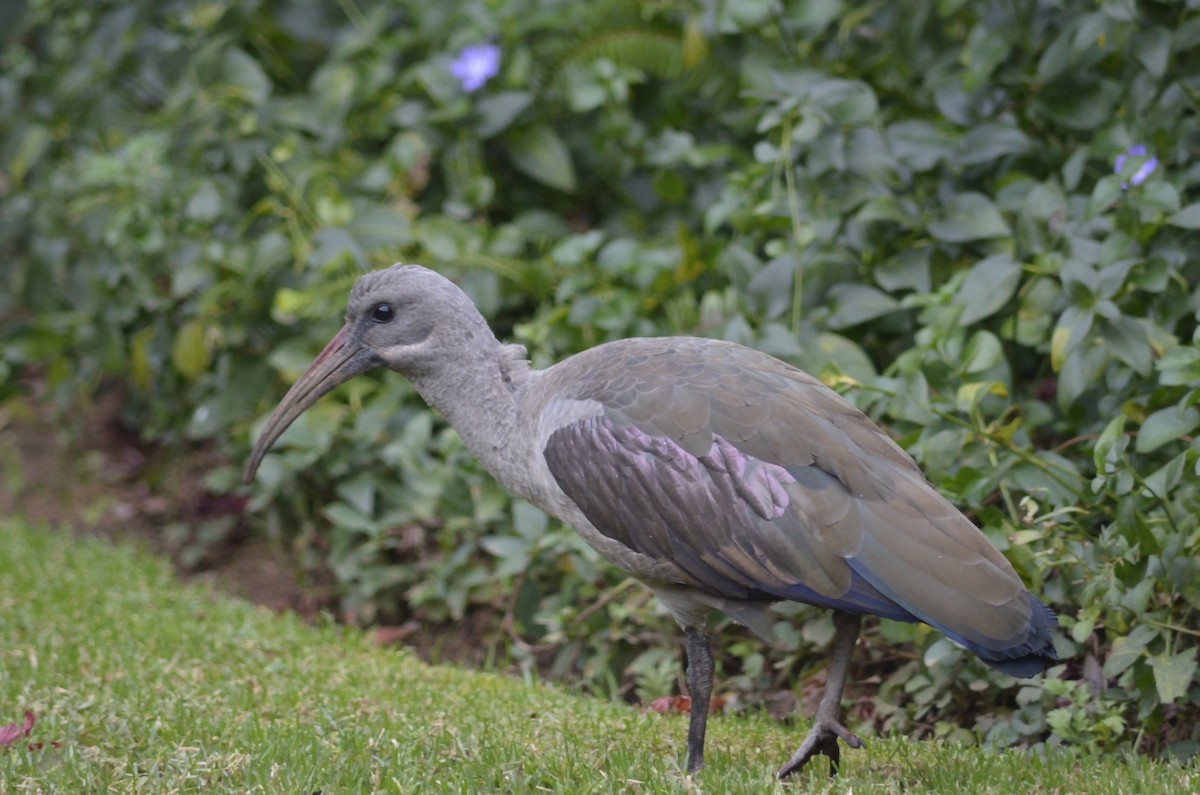 Hadada Ibis - ML638268162