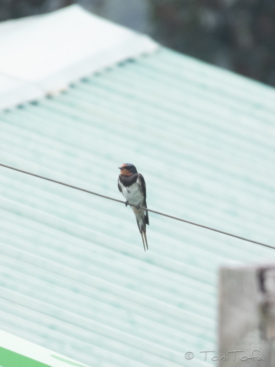 Barn Swallow - ML638268163