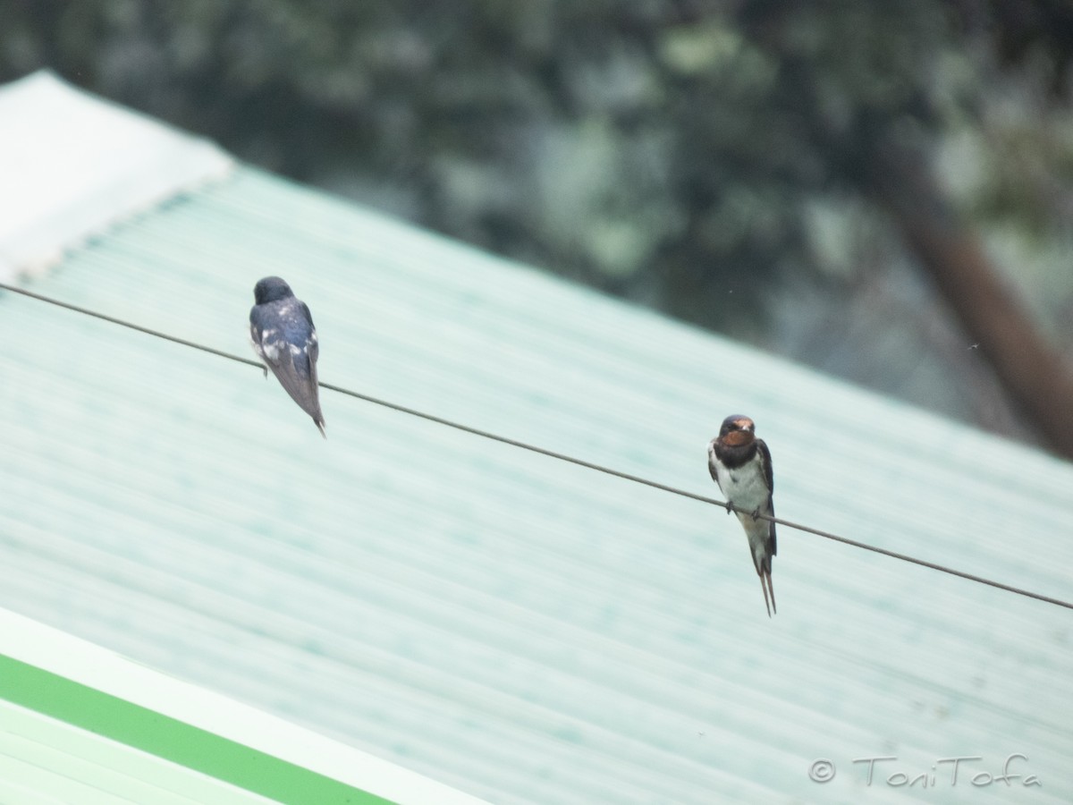 Barn Swallow - ML638268164