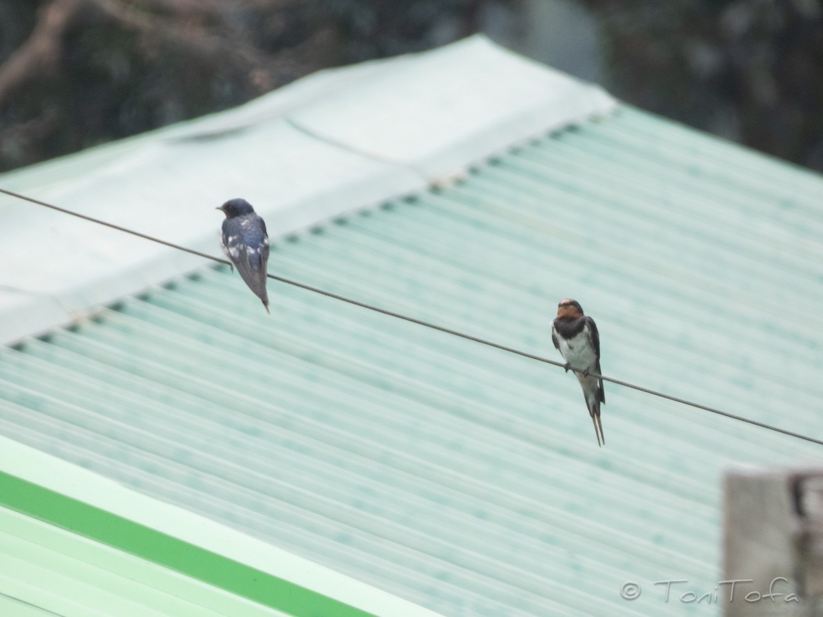 Barn Swallow - ML638268165