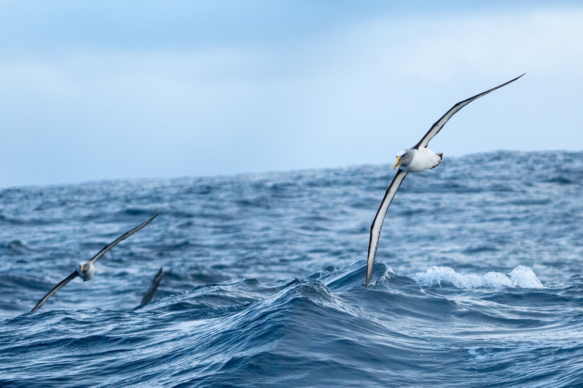Buller's Albatross - ML638268169
