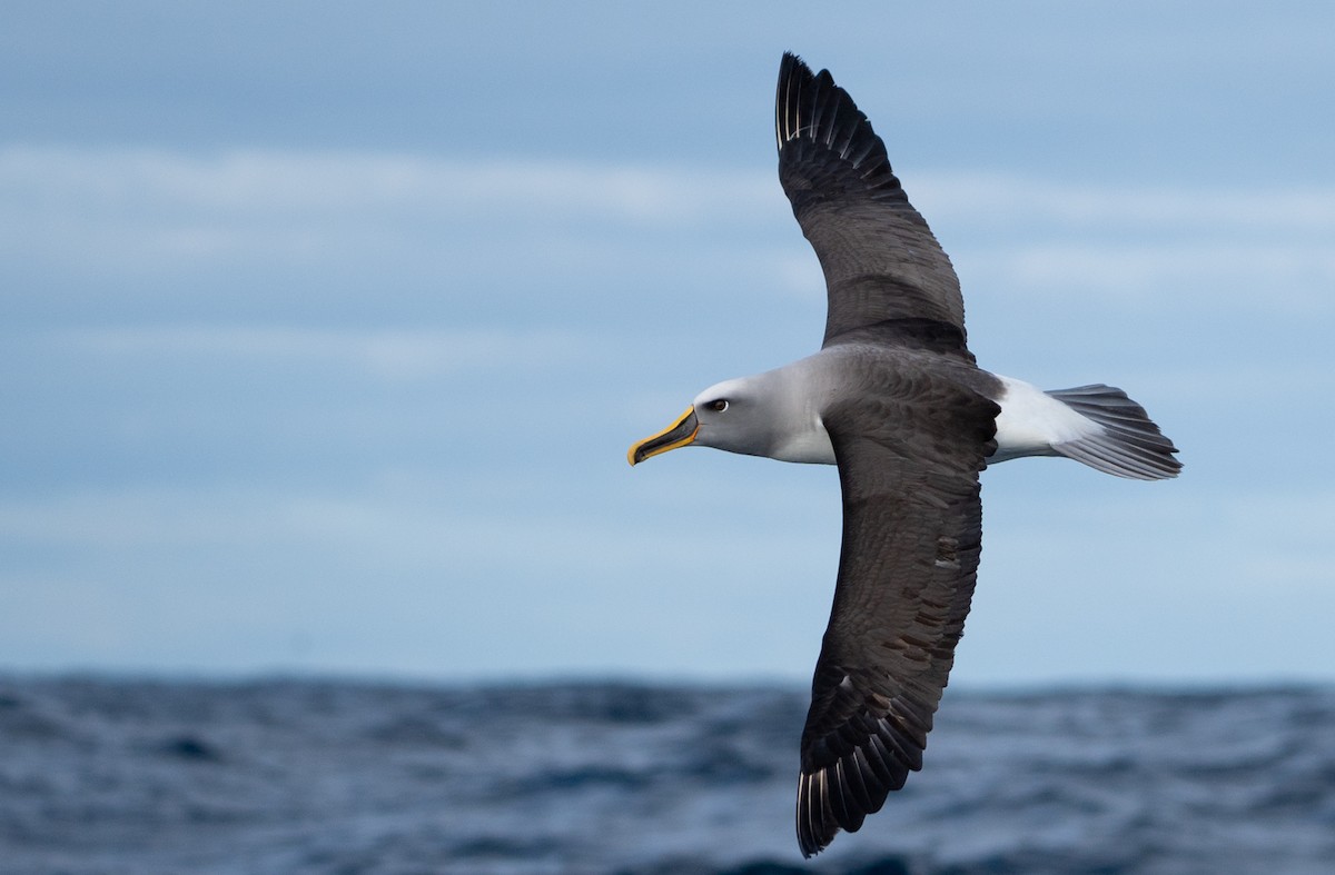 Buller's Albatross - ML638268170