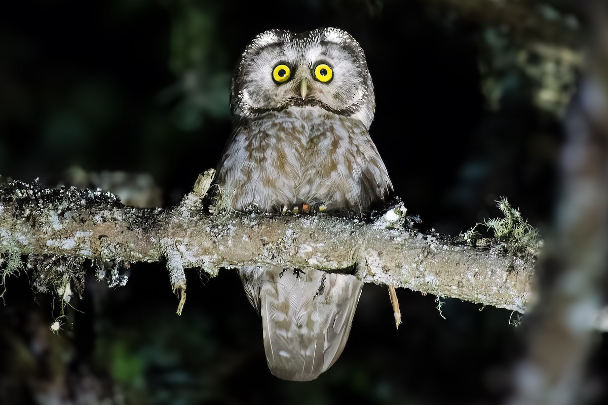 Boreal Owl - ML638268181