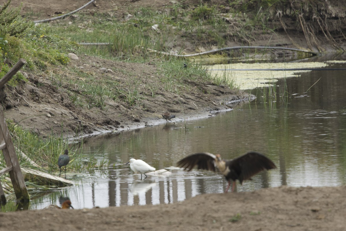 Spot-flanked Gallinule - ML638268190