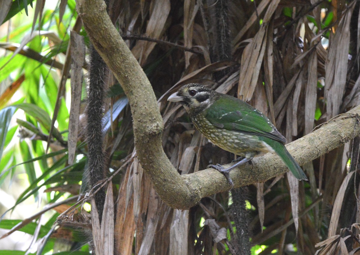 Spotted Catbird - ML638268231