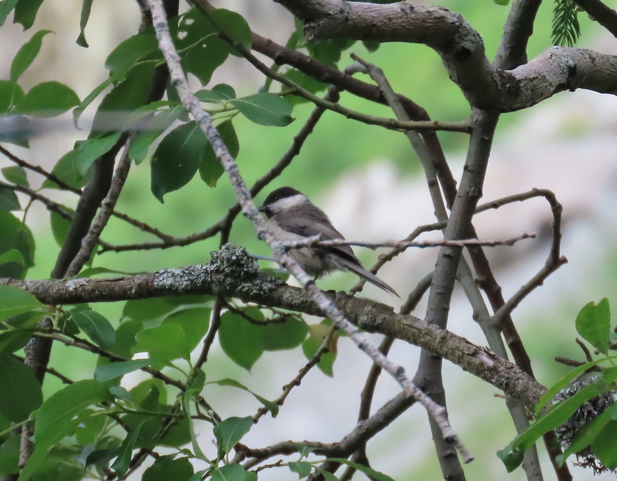 Willow Tit - ML638268250