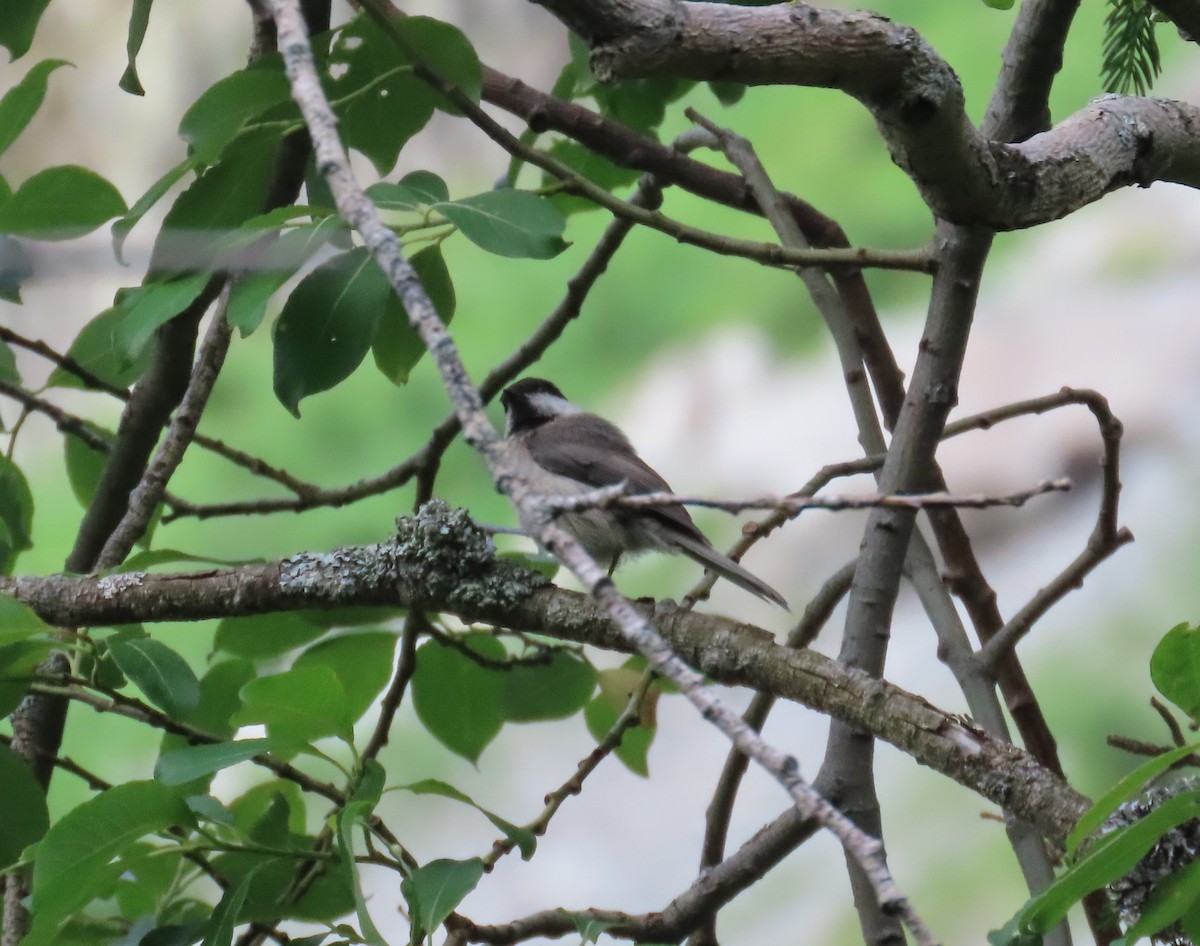 Willow Tit - ML638268251