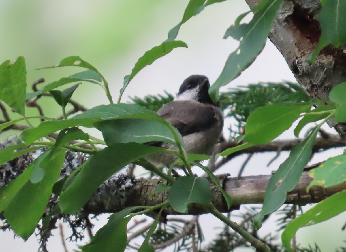 Willow Tit - ML638268252