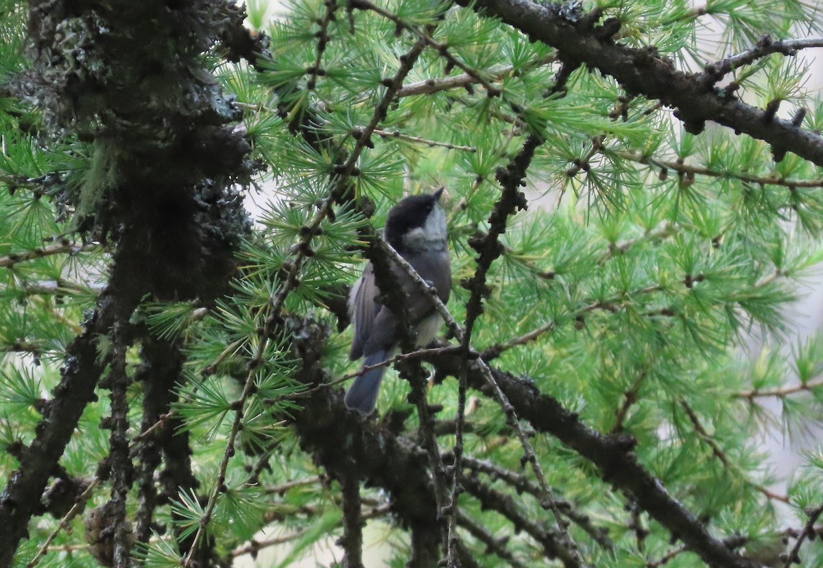 Willow Tit - ML638268253
