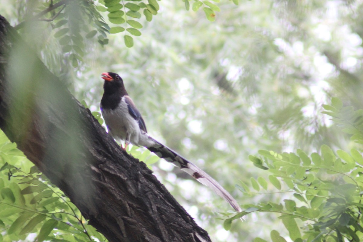 Red-billed Blue-Magpie - ML638268264