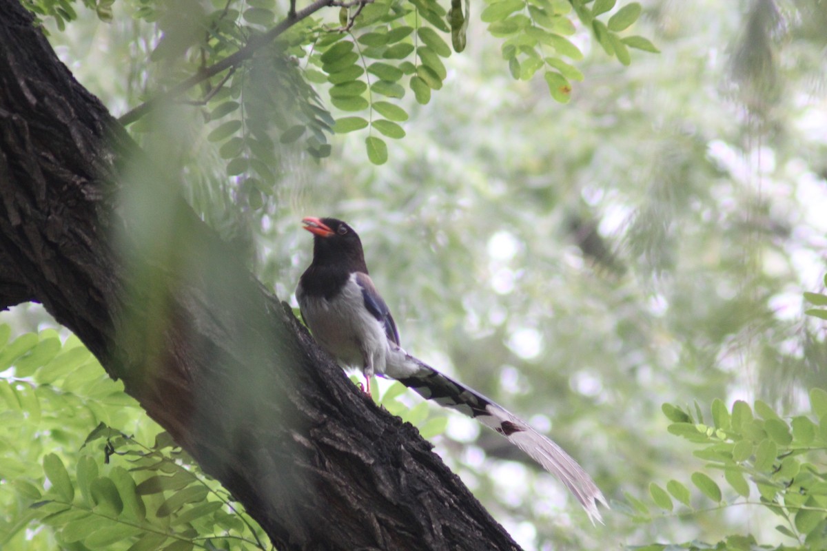Red-billed Blue-Magpie - ML638268265