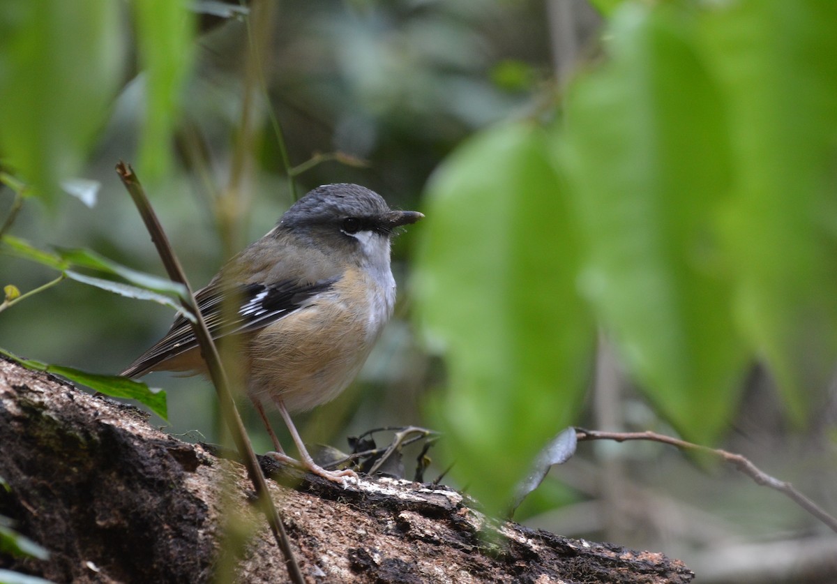 Gray-headed Robin - ML638268269