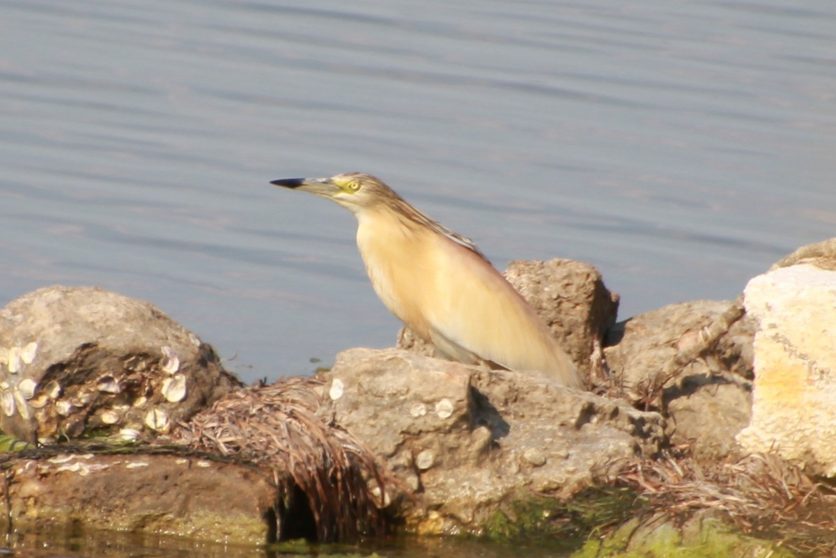 Squacco Heron - ML638268281