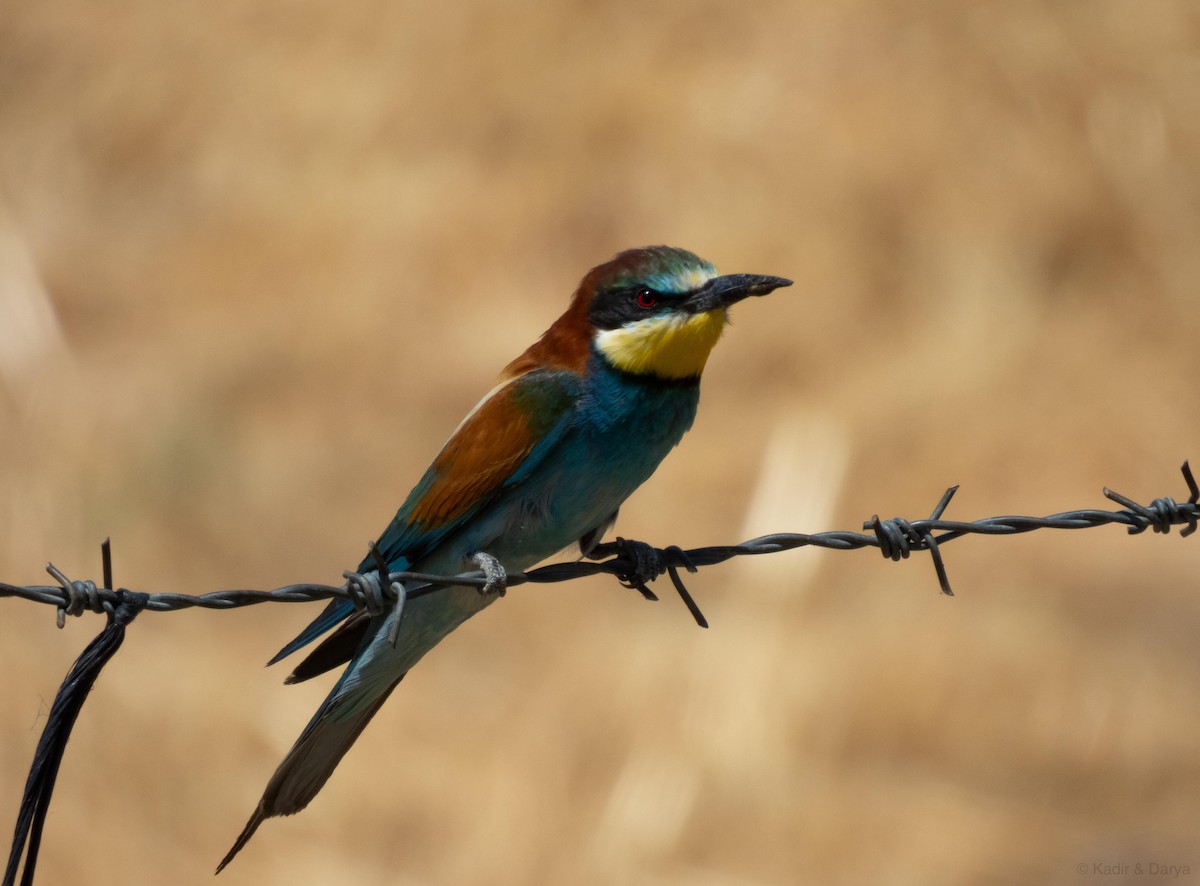 European Bee-eater - ML638268282