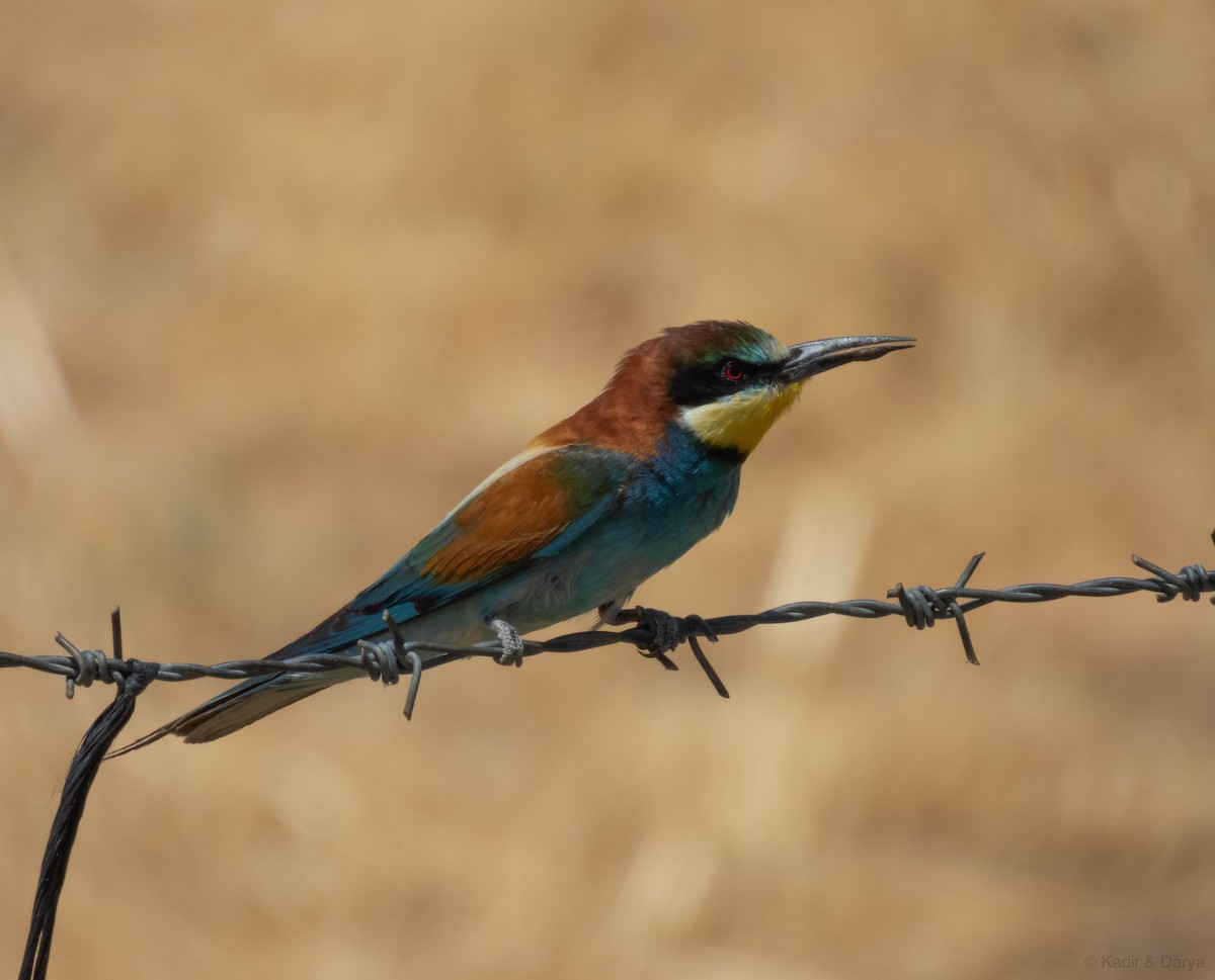 European Bee-eater - ML638268283
