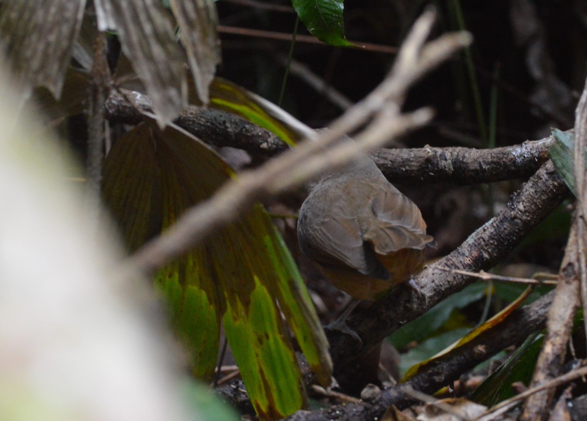 Rufous Shrikethrush - ML638268287
