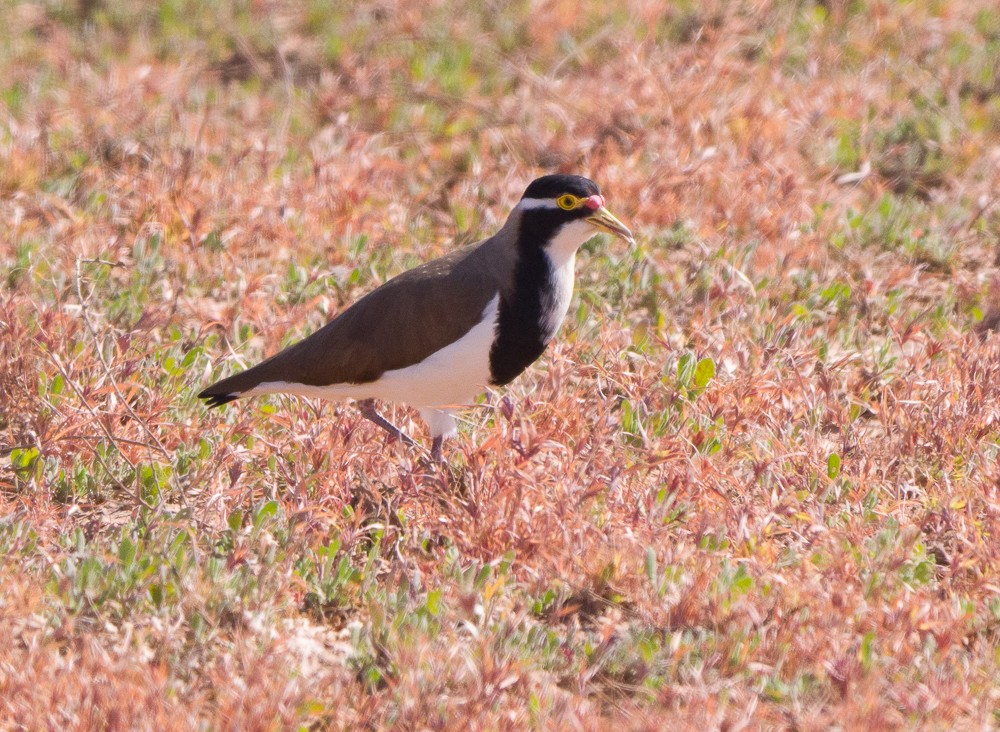 Avefría Tricolor - ML638268291