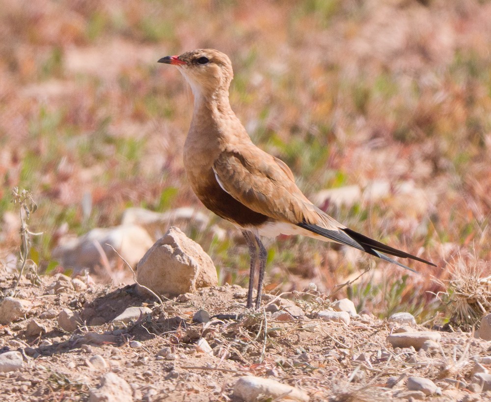 Australian Pratincole - ML638268295