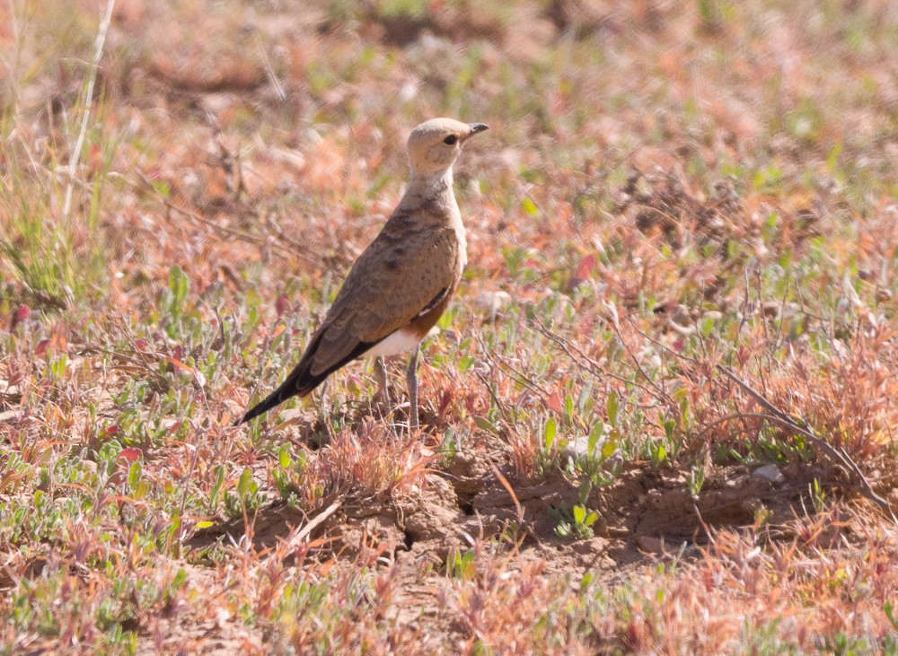 Australian Pratincole - ML638268296