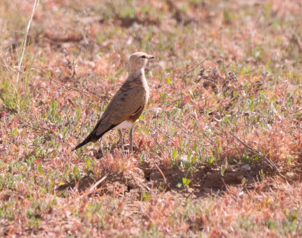 Australian Pratincole - ML638268297