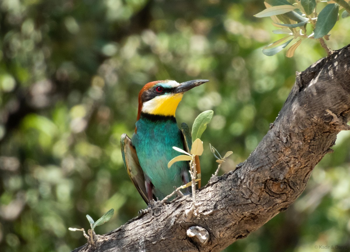 European Bee-eater - ML638268299