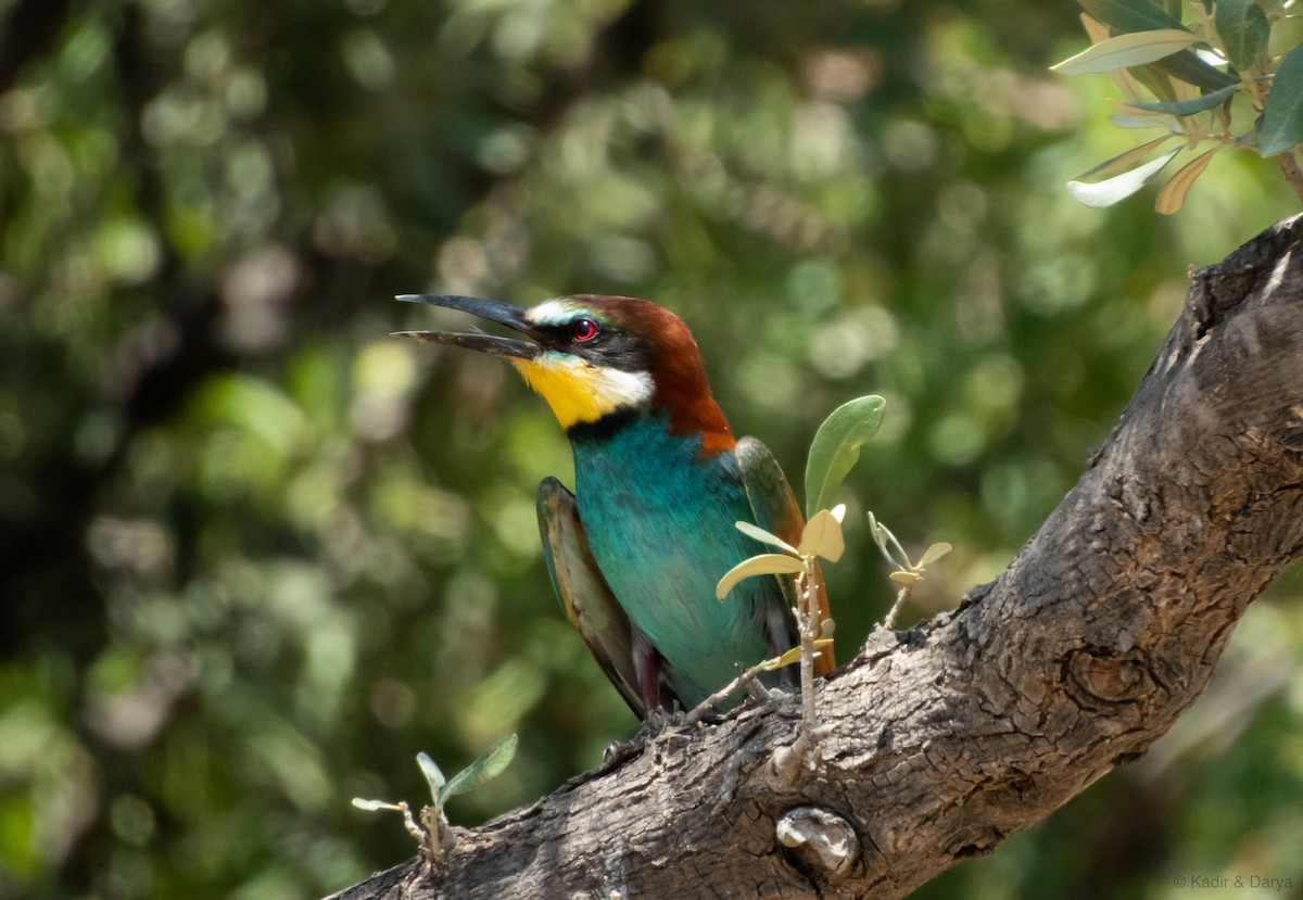 European Bee-eater - ML638268300