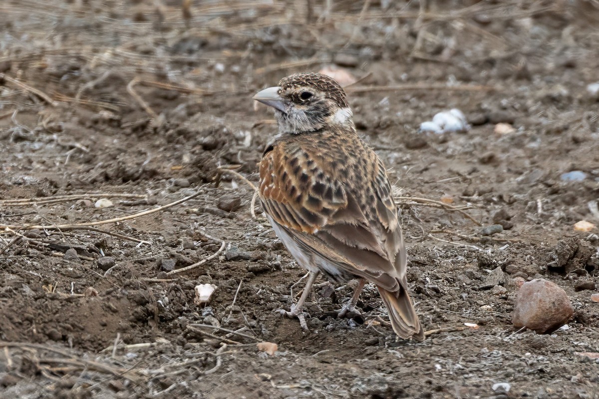 Chestnut-backed Sparrow-Lark - ML638268318