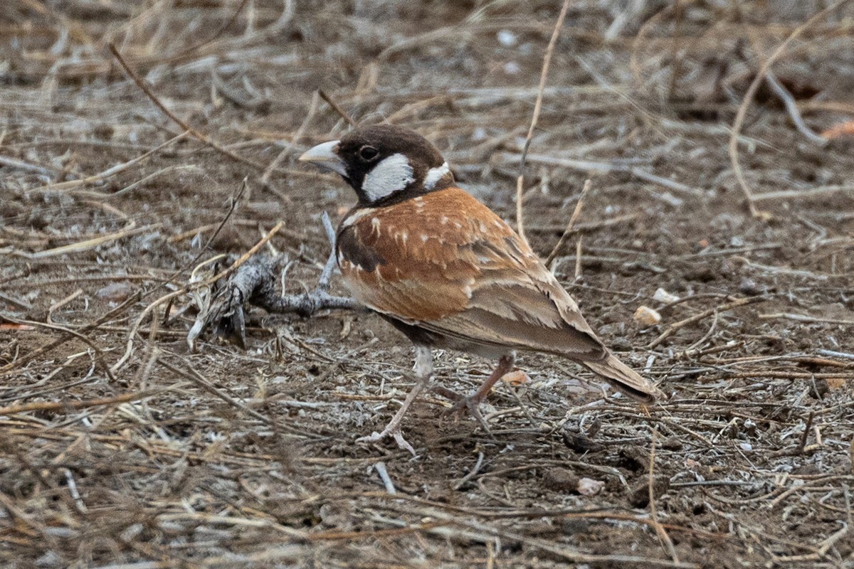 Chestnut-backed Sparrow-Lark - ML638268324