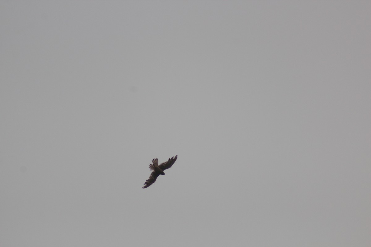 Saker Falcon - ML638268328