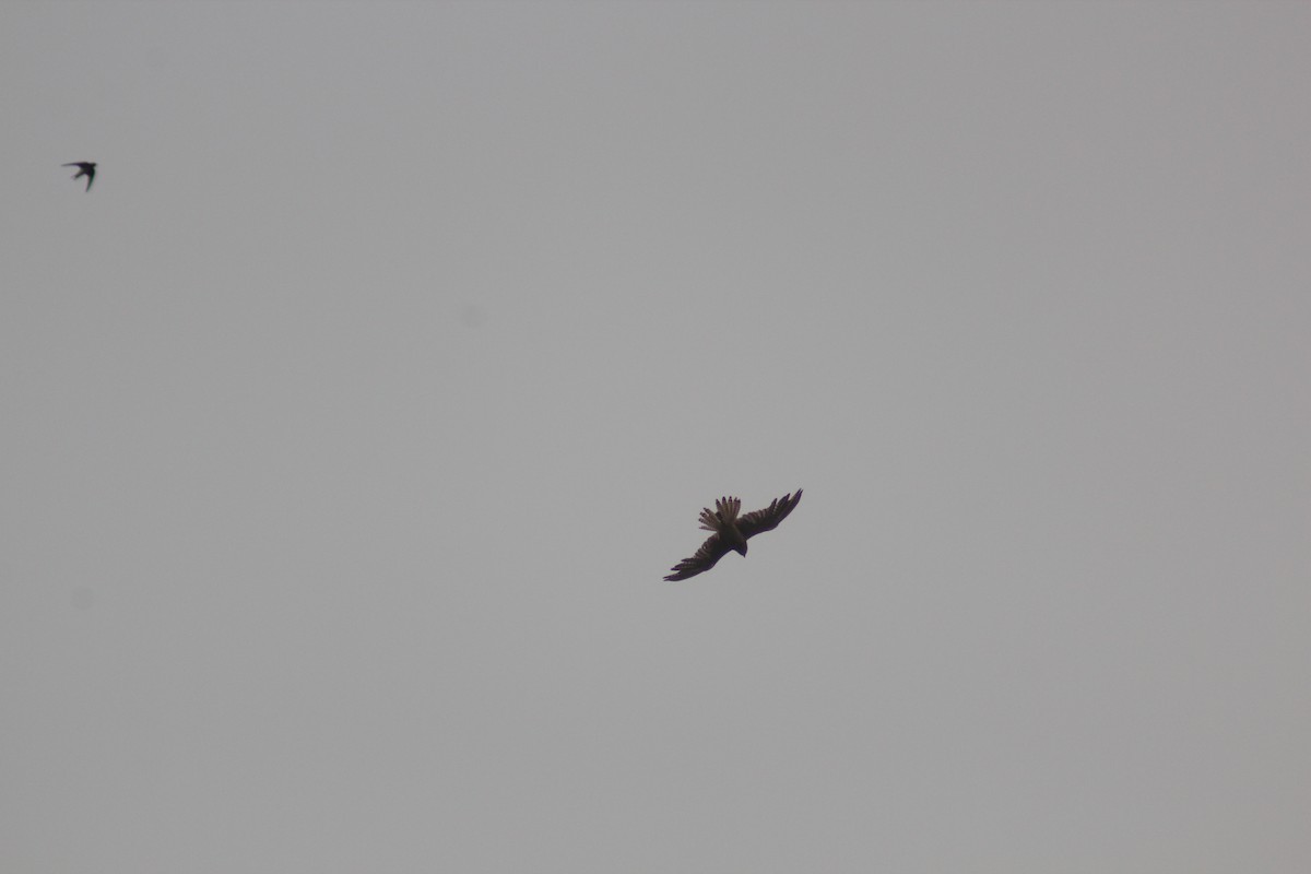 Saker Falcon - ML638268329