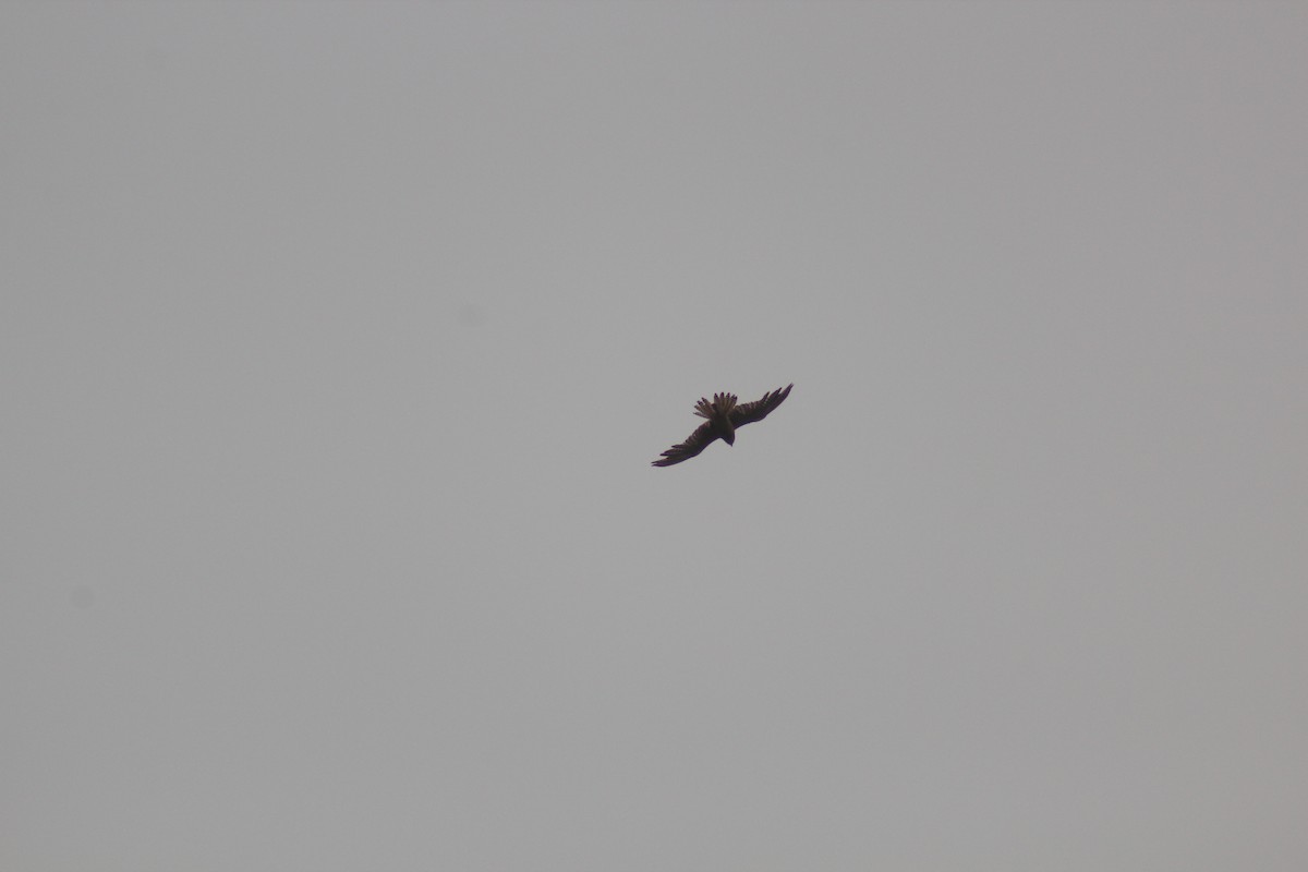 Saker Falcon - ML638268330