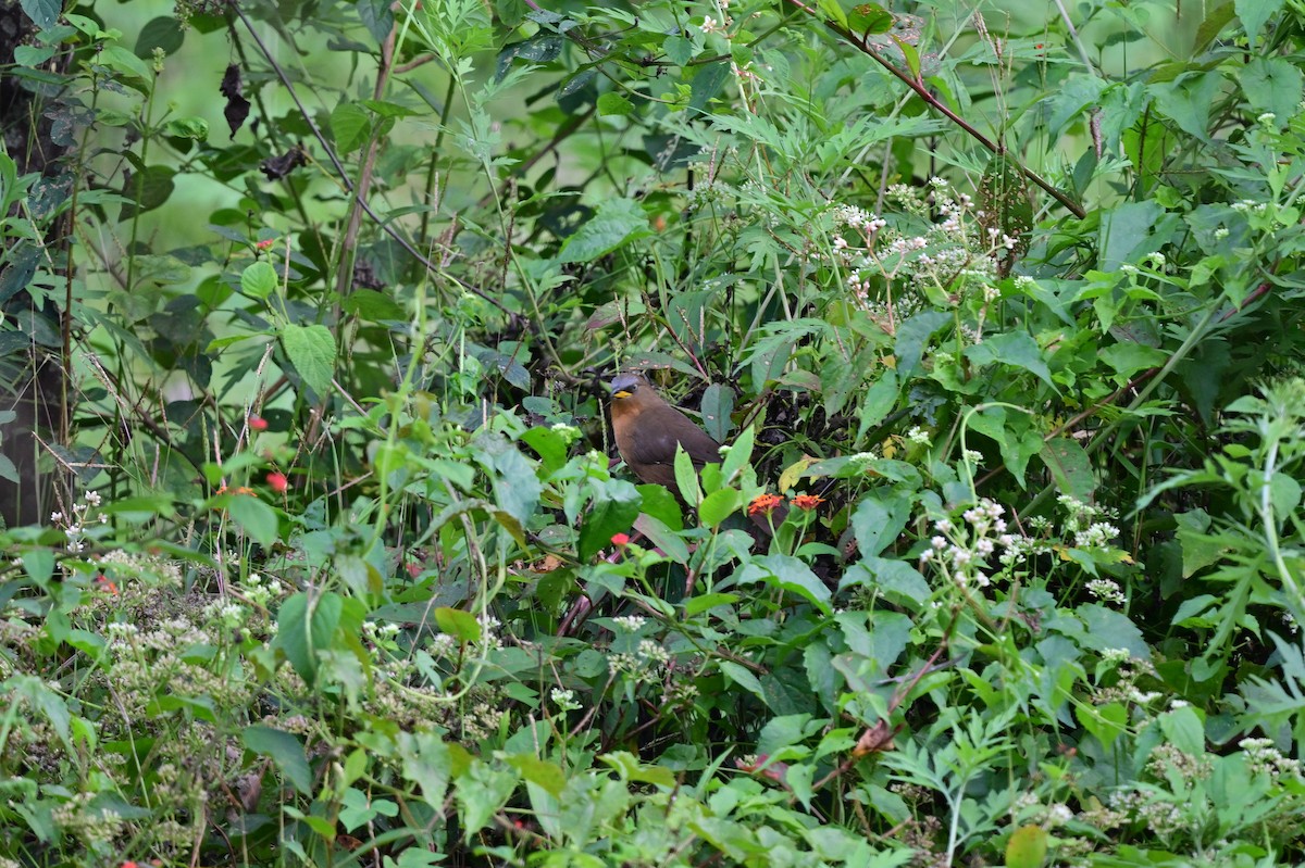 Rufous Babbler - ML638268344