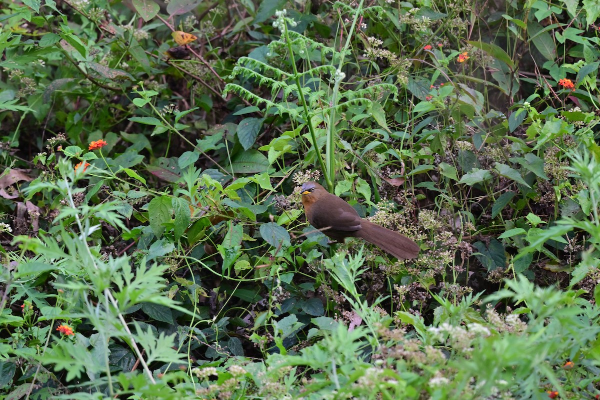 Rufous Babbler - ML638268346