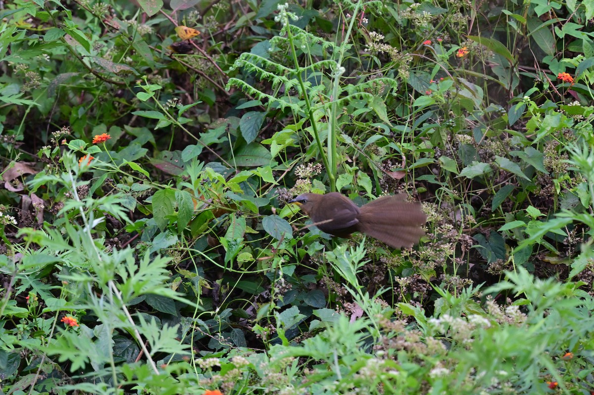 Rufous Babbler - ML638268347