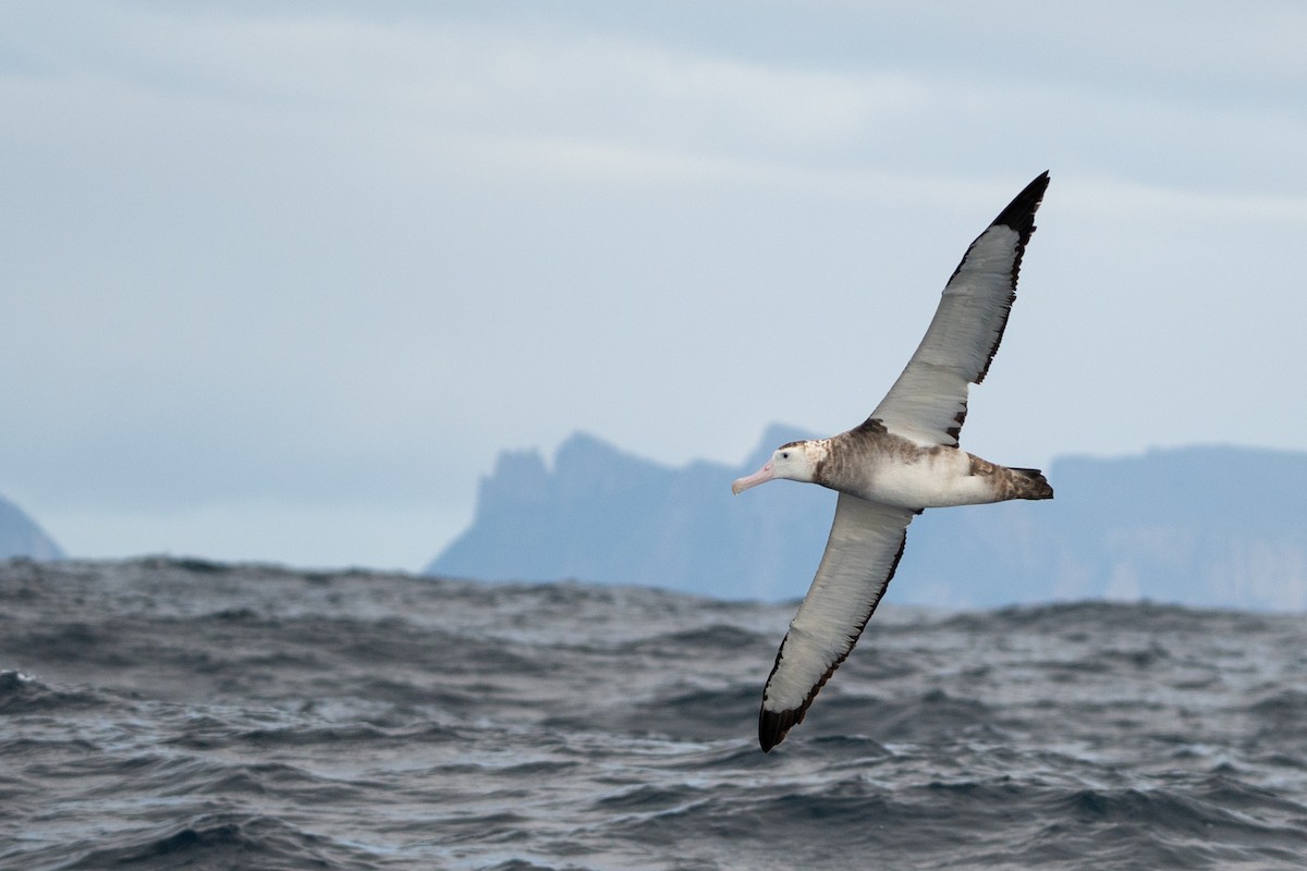 albatros jižní (ssp. gibsoni) - ML638268348