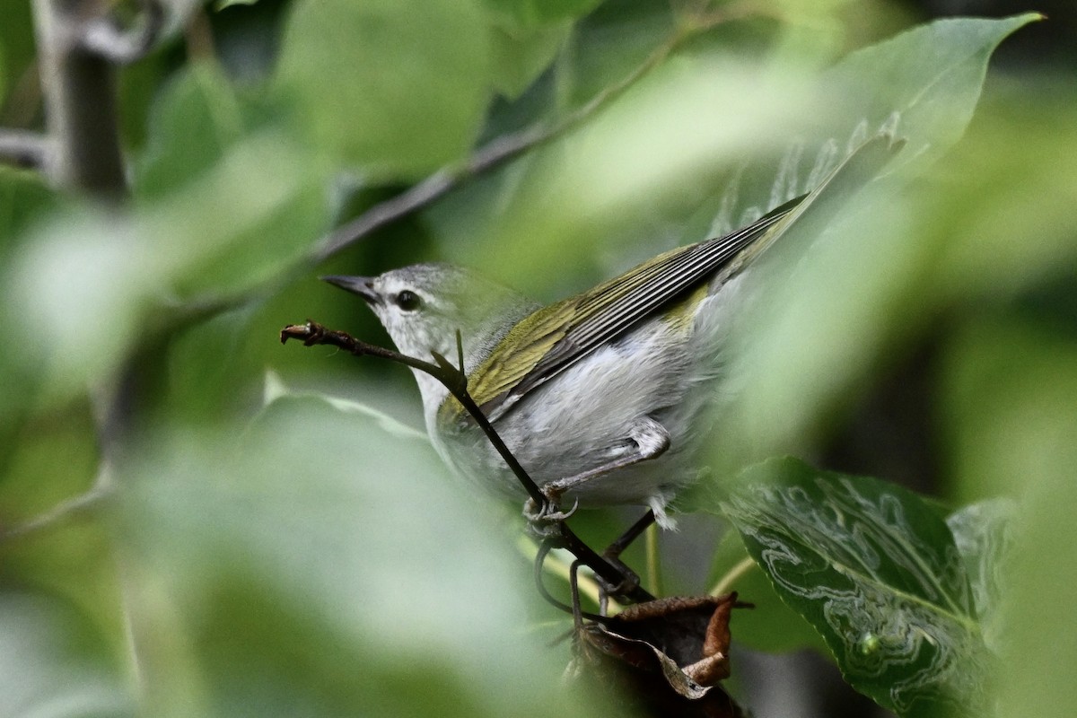 Tennessee Warbler - ML638268354