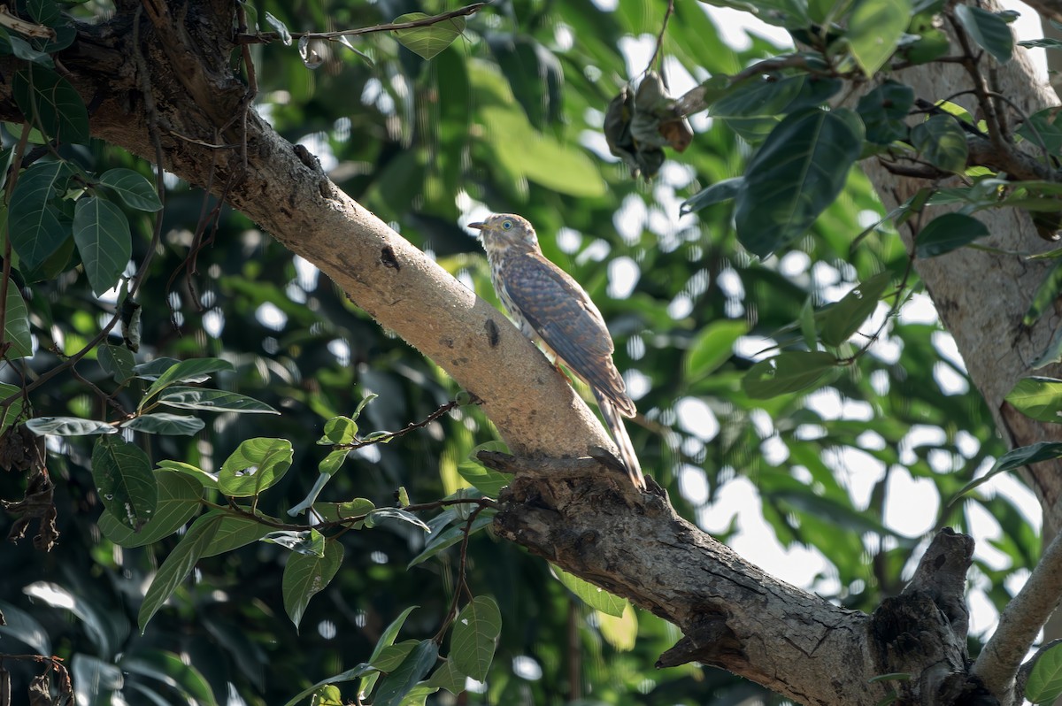 Common Hawk-Cuckoo - ML638268365