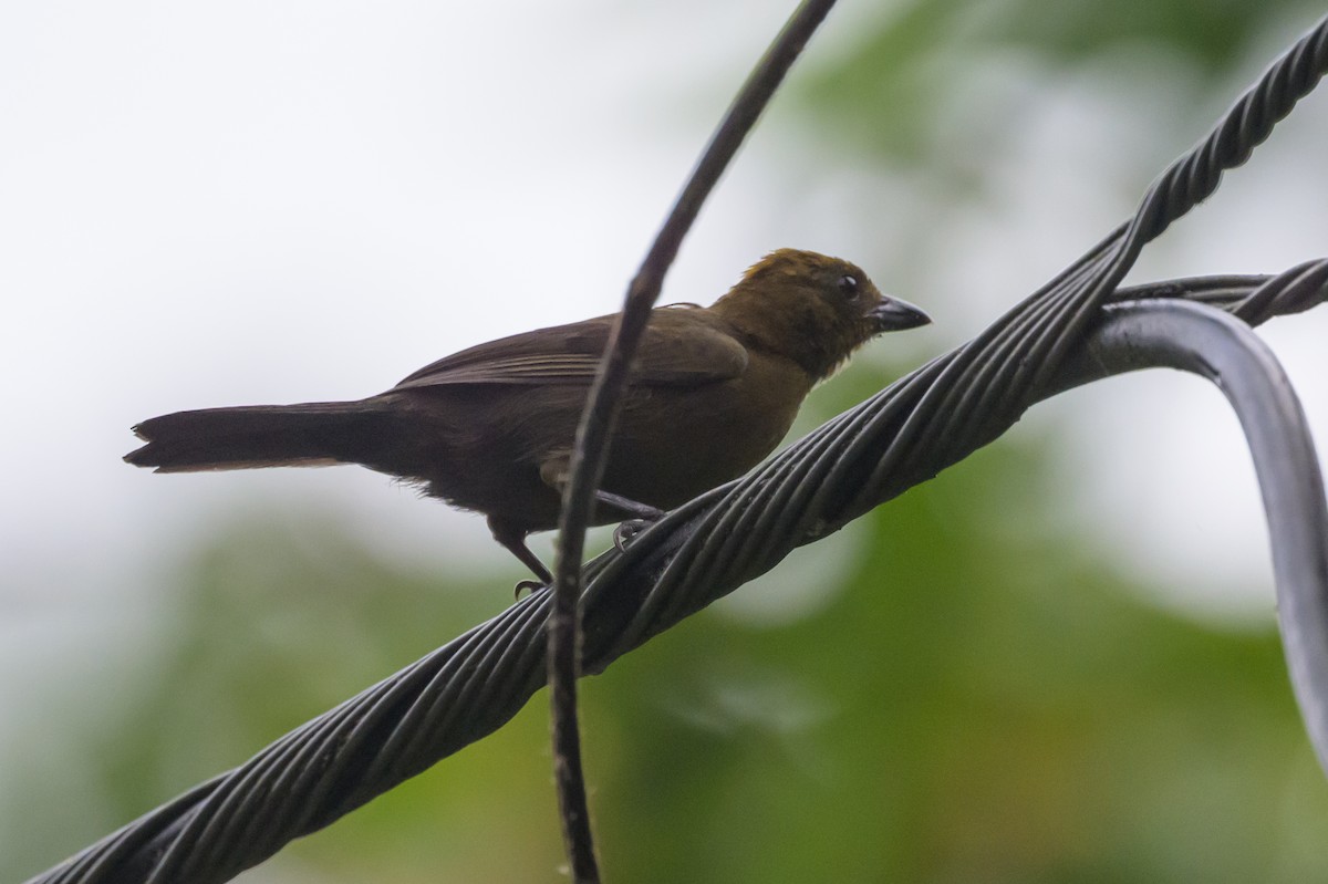 Tawny-crested Tanager - ML638268366