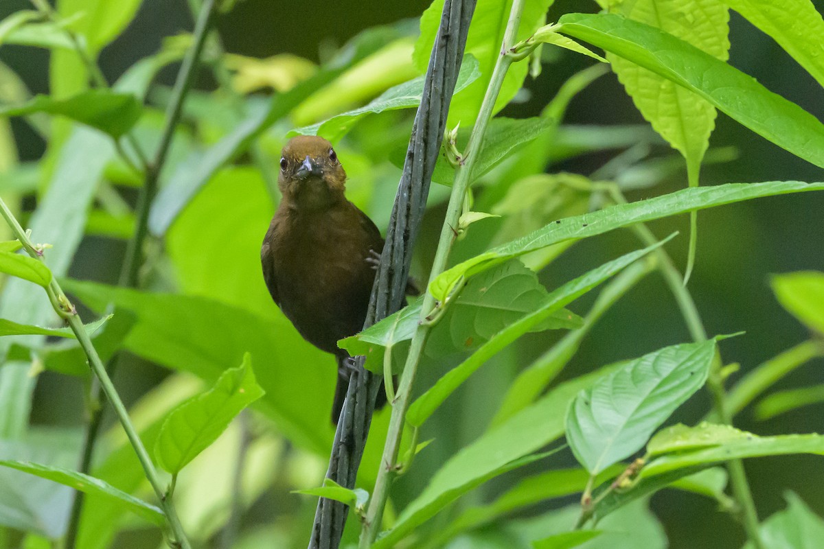 Tawny-crested Tanager - ML638268367