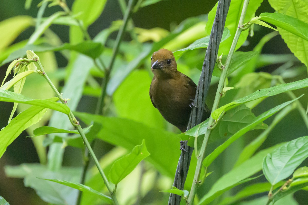 Tawny-crested Tanager - ML638268369