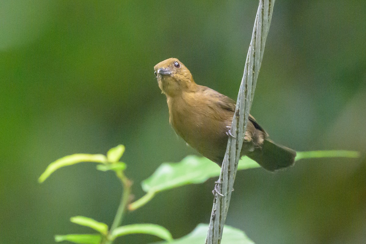 Tawny-crested Tanager - ML638268370